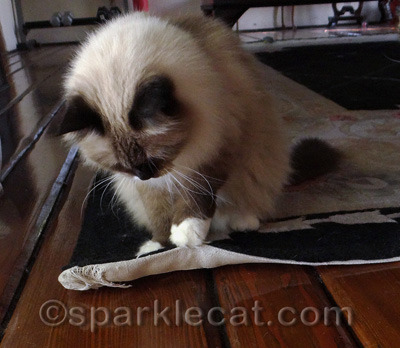 My human is always trying to fix this rug corner for photo shoots