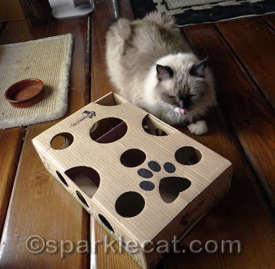 She had no idea she was supposed to put her paw in the holes!