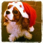 Christmas Frodo