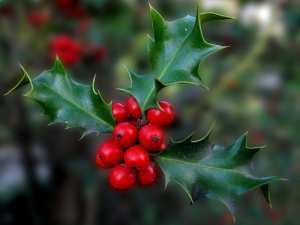 holly
