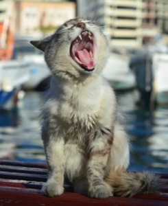 kittten_teeth