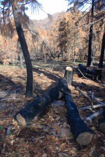 burned_trees_1559