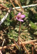 laguna_solstice_12-21-2013_0035