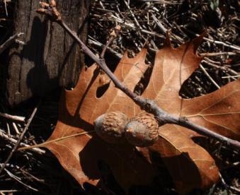 laguna_solstice_12-21-2013_0007