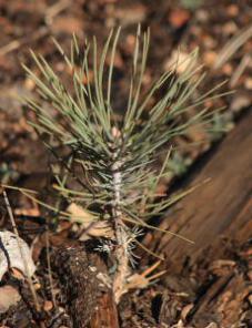 laguna_solstice_12-21-2013_0056