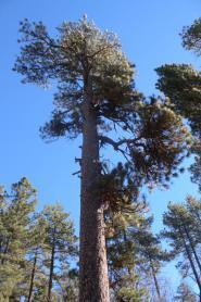 laguna_solstice_12-21-2013_0018