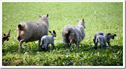 7 May 4 07-05-2013 09-50-51 4020x2124