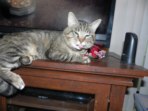 SAMSUNG DIGITAL CAMERA