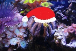 11L wilson Christmas