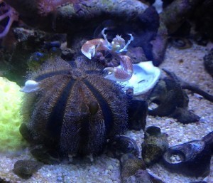 13K30 crab on urchin