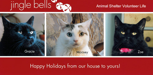 Animal Shelter Volunteer Life