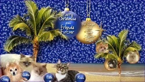 Friends FurEver blog