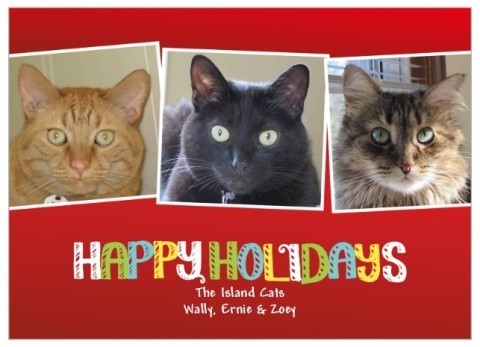 The Island Cats