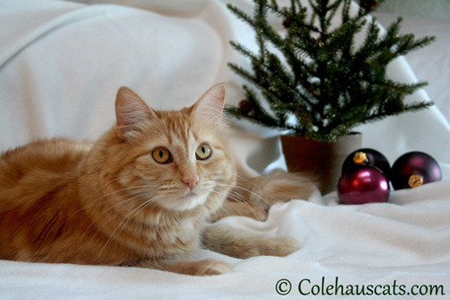 The Colehaus Cats