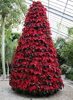 dish_poinsettia
