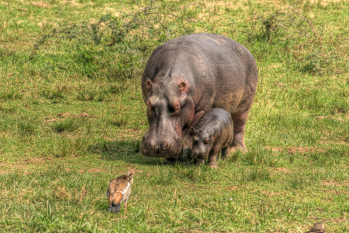 HDRUgandaHippos