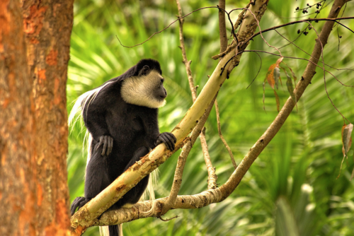 MonkeyHDR