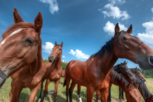 HorsesHDR