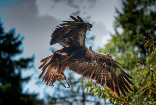 EagleHDR
