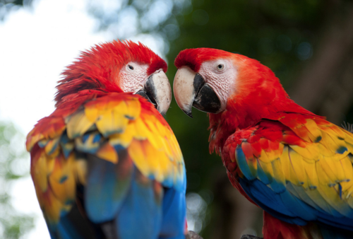ParrotsHDR