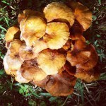 This weird fellow was growing in the backyard