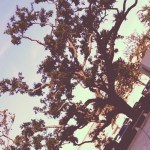 I really like those wild, twisted branches