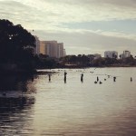 There were flocks of pelicans and seagulls. I wish I'd gotten a better pic.
