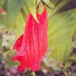 I love this sense of... delicate resilience.