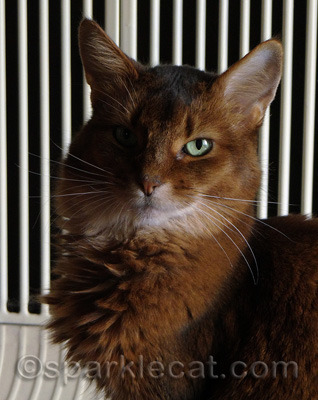 Is that nice human you live with... a BIRD KILLER?
