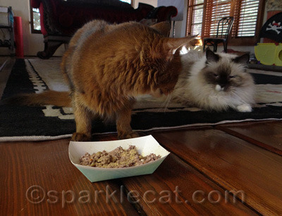 It is always a kitty's prerogative to change her mind.