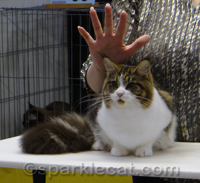 The ear tufts on this kitty were amazing!