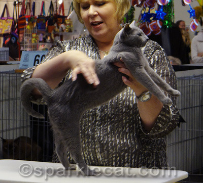 This one was not a bad show kitty either!