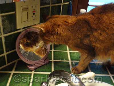And Mirror Kitty is bad enough!