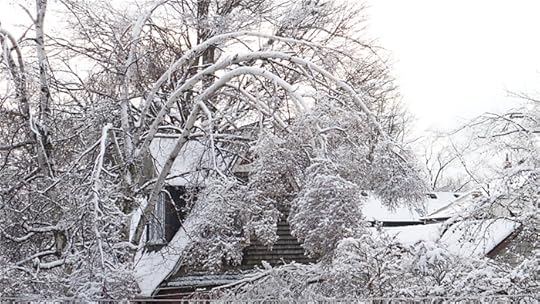 The trees behind a neighbor's. The bows of this birch tree are slowly rebounding to their vertical position.