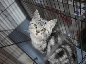 cat_in_cage