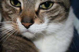 drooling_cat