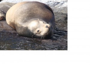 Sea Lion 2