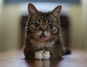 Lil_Bub_2013