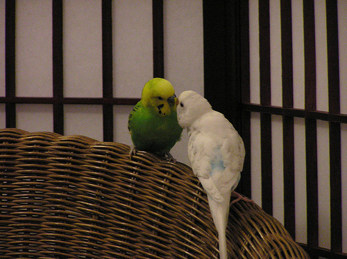 Jerry and Petey