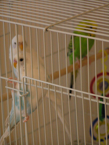 LET ME OUT!
