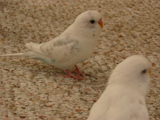 Jeri and Buddy