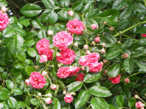 SAMSUNG DIGITAL CAMERA