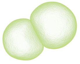 smooth cells The Next Big Thing Is Really Really Small