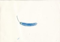 Bluepepper