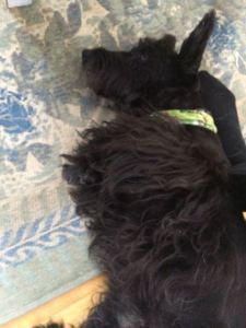 Finnegan
