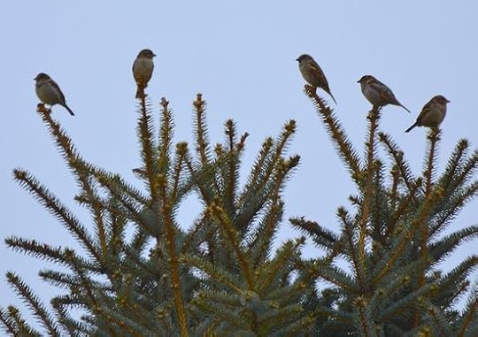 Birds