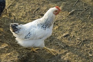 A chicken