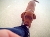 Puppy classes and canine parvovirus