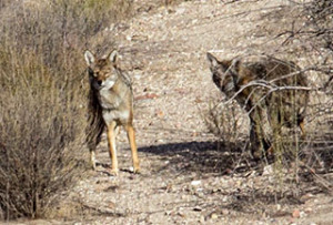 coyote adventure 2 staring closeup
