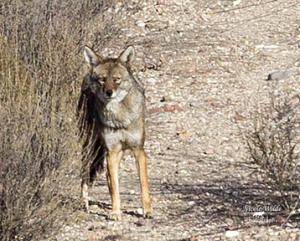 coyote adventure closeup 1